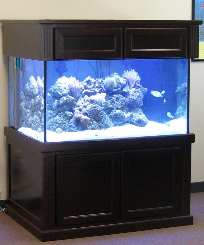 500 gallons reef tank (mostly live coral and fish) - My Setup, 200 gallon with 50 gallon sump