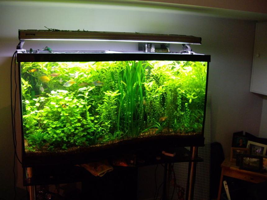 Rated #28: 95 Gallons Planted Tank - 95 Gallon Fresh Water Aquarium