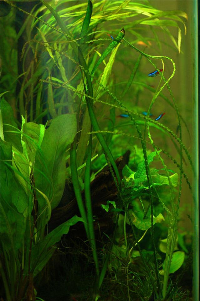 freshwater fish - paracheirodon innesi - neon tetra jumbo stocking in 37 gallons tank - Side view