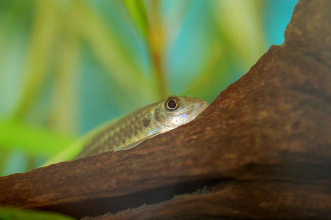 freshwater fish stocking in 37 gallons tank - photo