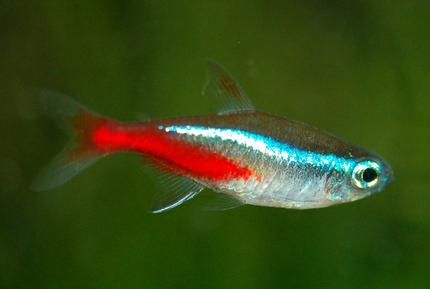 freshwater fish - paracheirodon innesi - neon tetra jumbo stocking in 37 gallons tank - Neon tetra