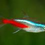 freshwater fish - paracheirodon innesi - neon tetra jumbo stocking in 37 gallons tank - Neon tetra