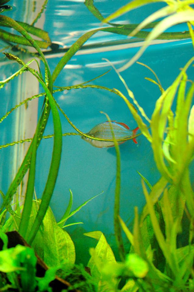 freshwater fish - melanotaenia praecox - praecox rainbow stocking in 37 gallons tank - Hugh!...my oldest fish.