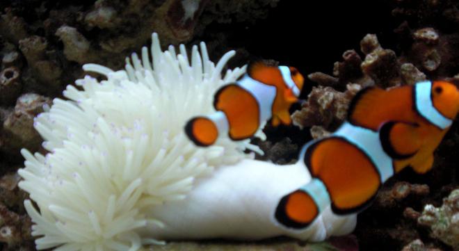 saltwater fish - amphiprion percula - true percula clownfish stocking in 50 gallons tank - Percula Clowns