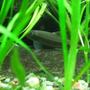 freshwater fish - crossocheilus siamensis - siamese algae eater stocking in 75 gallons tank - My Flying Fox Hanging out in the plants!! Isn't he cute?!?