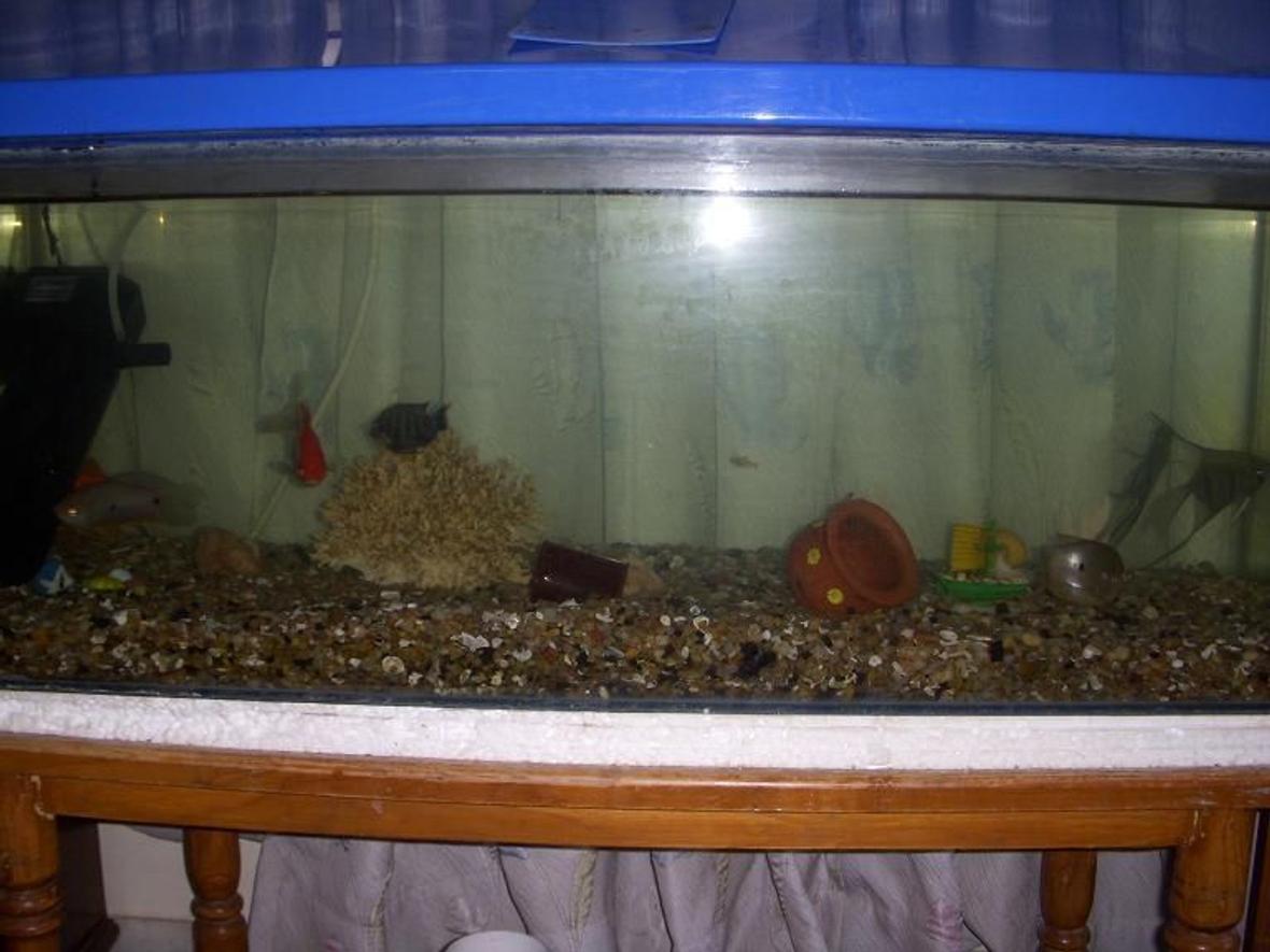 10 gallons freshwater fish tank (mostly fish and non-living decorations) - my tank