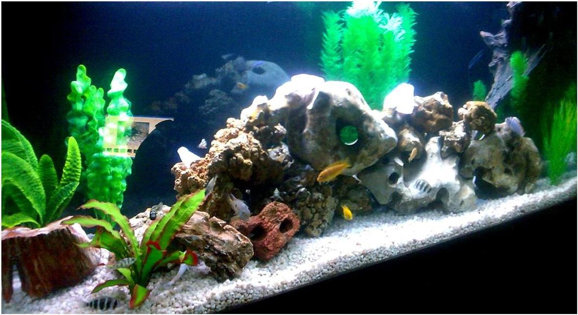 120 gallons freshwater fish tank (mostly fish and non-living decorations) - Angle shot(excuse poor res. used my celphone) My first tank posted...Let me know what you think...