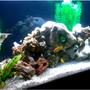120 gallons freshwater fish tank (mostly fish and non-living decorations) - Angle shot(excuse poor res. used my celphone) My first tank posted...Let me know what you think...
