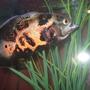 freshwater fish - astronotus ocellatus - tiger oscar stocking in 90 gallons tank - a better pic of the little oscar