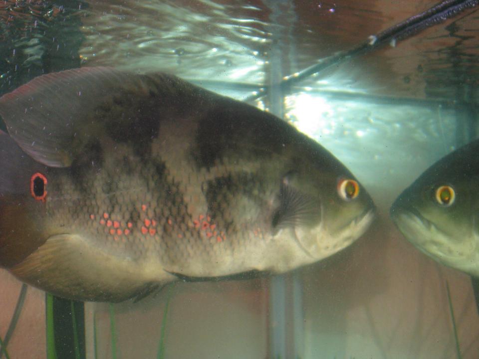 freshwater fish - astronotus ocellatus - tiger oscar stocking in 90 gallons tank - the big oscar