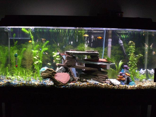 55 gallons planted tank (mostly live plants and fish) - 55 gallon tank
Cheers, Thanks for looking. Im new to aquascaping. I bought the 200L 55gallon. I have been buying plants and fish occasionally during the last 5 weeks while the tank was cycling, I bought the setup on craigs list for $90 after wanting to have a talk for a long time. 
 
In my tank I have alot of fish. I just added my last fish, 6 assorted gold koi angelfish(just got them), 5 neon tetra (i know they may be eaten), 4 platy, 1 baby platy(good for a new tank), 2 small bala shark (get big), 1 herlaquin raspora, But i still want a ground crew. Like cherry or abino shrimp. 
 
Low light, 48inch 40watt daylight GE bulb. 12hr/day.
Hang on back filter 60.
Bubble stone.
Heater set 77-79F.
pH 7
Medium hardness.
slight low nitrates, 0 nitrites, 0 ammonia.
 
Setup going well so far, no major problems. High ammonia in begining.
 
Plants. Well java moss, small water sprite, Pennywort, Brazilian (Hydrocotyle Leucocephala), Spiralis (Cryptocoryne spiralis), Myrio, Red (Myriophyllum heterophyllum), Subulata, Dwarf (Sagittaria subulata), Anacharis (Egeria najas). They are all growing slowly, im gonna buy more java moss tomorrow, i like it. All the plants have had some leaf loss and browning and some melting (i juess)
 
I do water changes 20% exery wednesday. I put in 1/2 dose flora pride by tetra with water changes. I think this helps. There is some algea starting to form slowly on plastic decorations, the bala seem to like this alot, 
 
What advice can you give me, I want to add the dept of field, do you like the cave, the bubbles roll out the front of cave and most out the back. 
 
I also have 10 moonlight leds that I leave on 24/7.
Im a male nurse and Air Force veteran F-16 crew chief. Thanks for the GI bill. I hope the pics please you. any comments are apprecieted. Keep them positive.