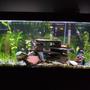 55 gallons planted tank (mostly live plants and fish) - 55 gallon tank Cheers, Thanks for looking. Im new to aquascaping. I bought the 200L 55gallon. I have been buying plants and fish occasionally during the last 5 weeks while the tank was cycling, I bought the setup on craigs list for $90 after wanting to have a talk for a long time. In my tank I have alot of fish. I just added my last fish, 6 assorted gold koi angelfish(just got them), 5 neon tetra (i know they may be eaten), 4 platy, 1 baby platy(good for a new tank), 2 small bala shark (get big), 1 herlaquin raspora, But i still want a ground crew. Like cherry or abino shrimp. Low light, 48inch 40watt daylight GE bulb. 12hr/day. Hang on back filter 60. Bubble stone. Heater set 77-79F. pH 7 Medium hardness. slight low nitrates, 0 nitrites, 0 ammonia. Setup going well so far, no major problems. High ammonia in begining. Plants. Well java moss, small water sprite, Pennywort, Brazilian (Hydrocotyle Leucocephala), Spiralis (Cryptocoryne spiralis), Myrio, Red (Myriophyllum heterophyllum), Subulata, Dwarf (Sagittaria subulata), Anacharis (Egeria najas). They are all growing slowly, im gonna buy more java moss tomorrow, i like it. All the plants have had some leaf loss and browning and some melting (i juess) I do water changes 20% exery wednesday. I put in 1/2 dose flora pride by tetra with water changes. I think this helps. There is some algea starting to form slowly on plastic decorations, the bala seem to like this alot, What advice can you give me, I want to add the dept of field, do you like the cave, the bubbles roll out the front of cave and most out the back. I also have 10 moonlight leds that I leave on 24/7. Im a male nurse and Air Force veteran F-16 crew chief. Thanks for the GI bill. I hope the pics please you. any comments are apprecieted. Keep them positive.