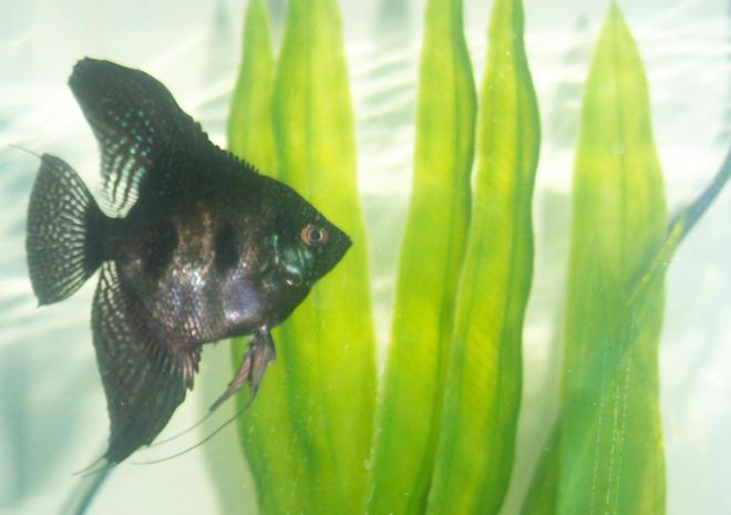 freshwater fish - pterophyllum sp. - black angel stocking in 55 gallons tank - black angelfish