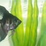 freshwater fish - pterophyllum sp. - black angel stocking in 55 gallons tank - black angelfish