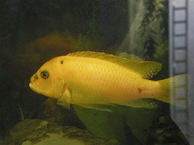 freshwater fish - aulonocara sp. - yellow peacock cichlid stocking in 78 gallons tank - Yellow peacock