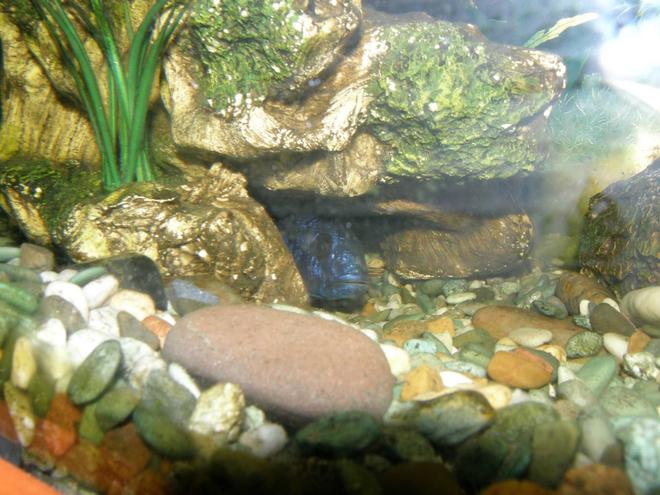 freshwater fish - sciaenochromis fryeri - electric blue hap stocking in 78 gallons tank - electric blue hiding (or trying to)