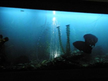 freshwater fish - astronotus ocellatus - tiger oscar stocking in 78 gallons tank - oscars in black light