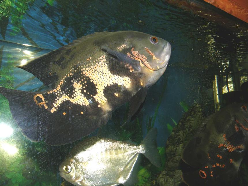 Rated #846: Freshwater Fish - Astronotus Ocellatus - Tiger Oscar Stocking In 78 Gallons Tank - oscars and silver dollar