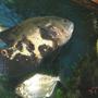 freshwater fish - astronotus ocellatus - tiger oscar stocking in 78 gallons tank - oscars and silver dollar