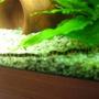 freshwater fish - pangio sp. - black kuhlii loach stocking in 180 gallons tank - these r my coolie loaches