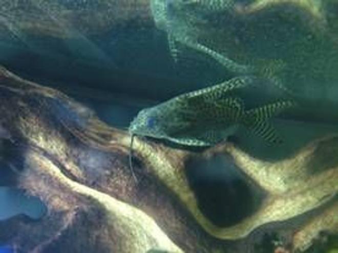 freshwater fish - synodontis eupterus - synodontis eupterus catfish stocking in 180 gallons tank - this is my catfish  but i don't now what he is plezz tell me if u no