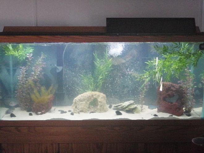 55 gallons freshwater fish tank (mostly fish and non-living decorations) - my 55 gallon with Frontosa and C.Moorii