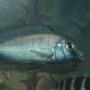freshwater fish - cyrtocara moorii - blue dolphin cichlid stocking in 55 gallons tank - Mr. moorii