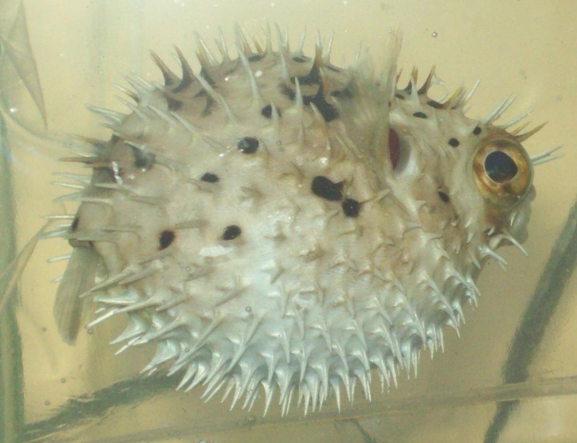 saltwater fish - diodon holocanthus - porcupine puffer stocking in 55 gallons tank - Porcupine Puffer (named Grim) Puffed up Diodon Holacanthus New2hobby