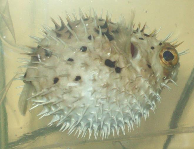 saltwater fish - diodon holocanthus - porcupine puffer stocking in 55 gallons tank - Porcupine Puffer (named Grim) Puffed up
Diodon Holacanthus
New2hobby