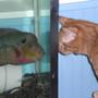 freshwater fish - cichlasoma sp. - flower horn cichlid stocking in 55 gallons tank - these two are best of friends,