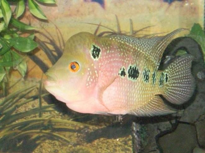 freshwater fish - cichlasoma sp. - flower horn cichlid stocking in 55 gallons tank - the newest flowerhorn  one hour in his new home sweet home