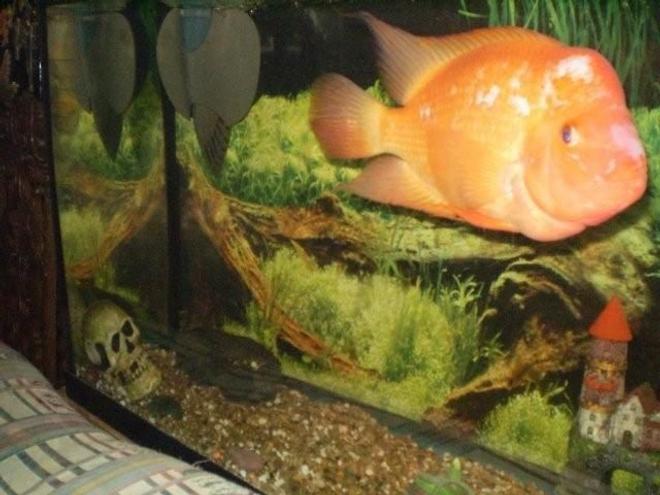 freshwater fish - amphilophus labiatus - red devil stocking in 55 gallons tank - dozer the large red devil