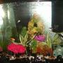 freshwater fish - poecilia latipinna - black molly stocking in 30 gallons tank - new design