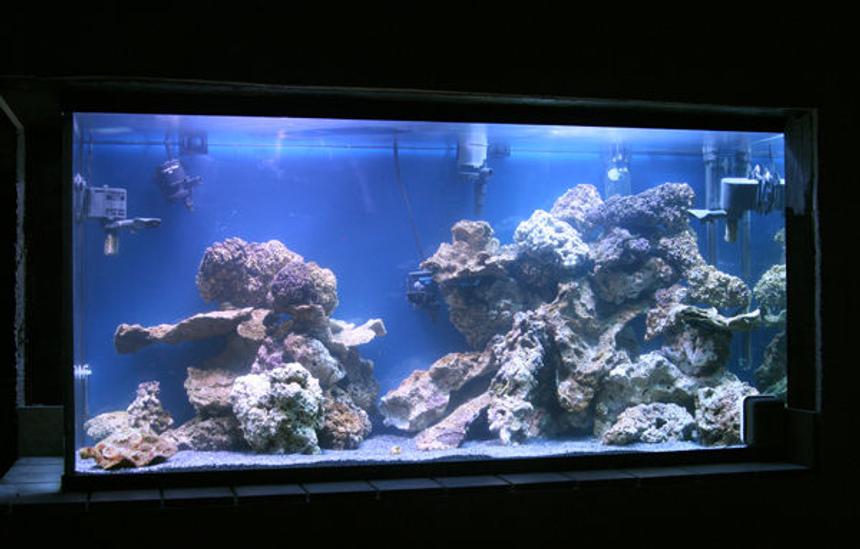 Rated #117: 90 Gallons Reef Tank