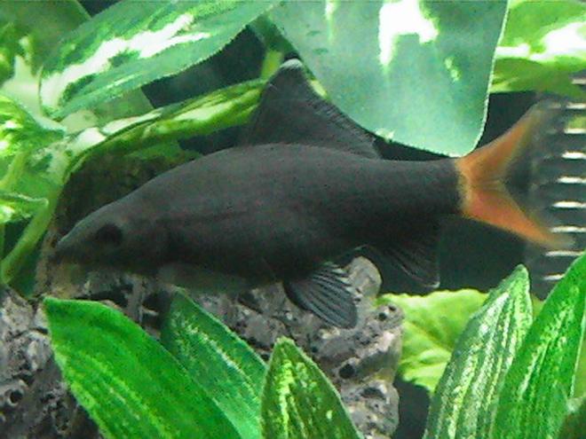 freshwater fish - epalzeorhynchos bicolor - redtail shark stocking in 20 gallons tank - Sharky,
Red Tailed Black Shark; Epalzeorhynchos bi-color