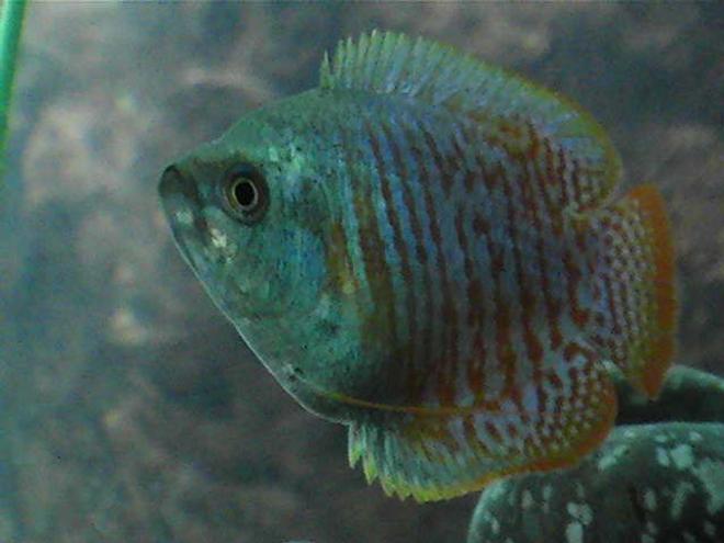 freshwater fish - colisa lalia - neon blue dwarf gourami stocking in 20 gallons tank - Ed,
Male Dwarf Gourami; Colisa Lalia
He's such a handsome fish!!