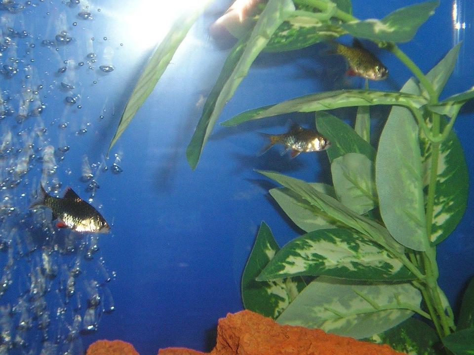 freshwater fish - puntius tetrazona - green tiger barb stocking in 20 gallons tank - Three Musketeers,
Green Tiger Barbs; Barbus tetrazona