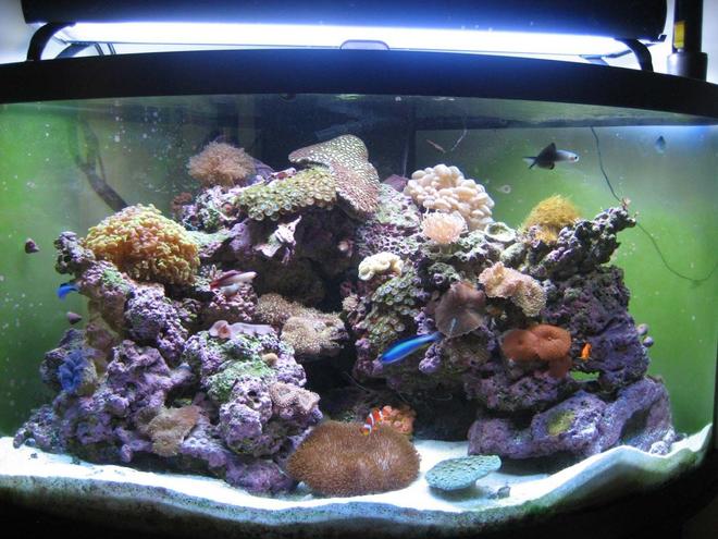 92 gallons reef tank (mostly live coral and fish) - My New Bow Front Aquarium!