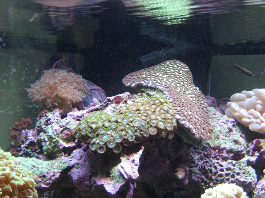 Rated #209: Corals Inverts - Platygyra Sp. - Brain Worm Platygyra Coral Stocking In 92 Gallons Tank - Playtgyra, frog spawn and Zoas