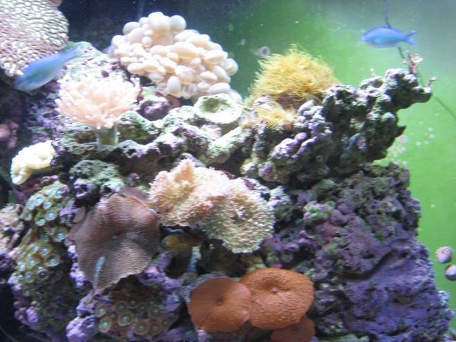 corals inverts - rhodactis indosinensis - hairy mushroom stocking in 92 gallons tank - Mushrooms and Polyps