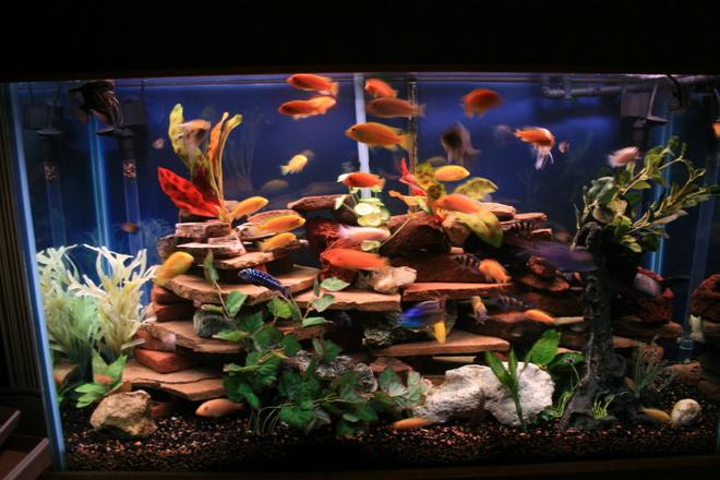 125 gallons freshwater fish tank (mostly fish and non-living decorations) - New Tank setup