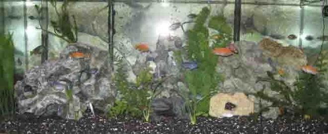 75 gallons freshwater fish tank (mostly fish and non-living decorations) - my tank