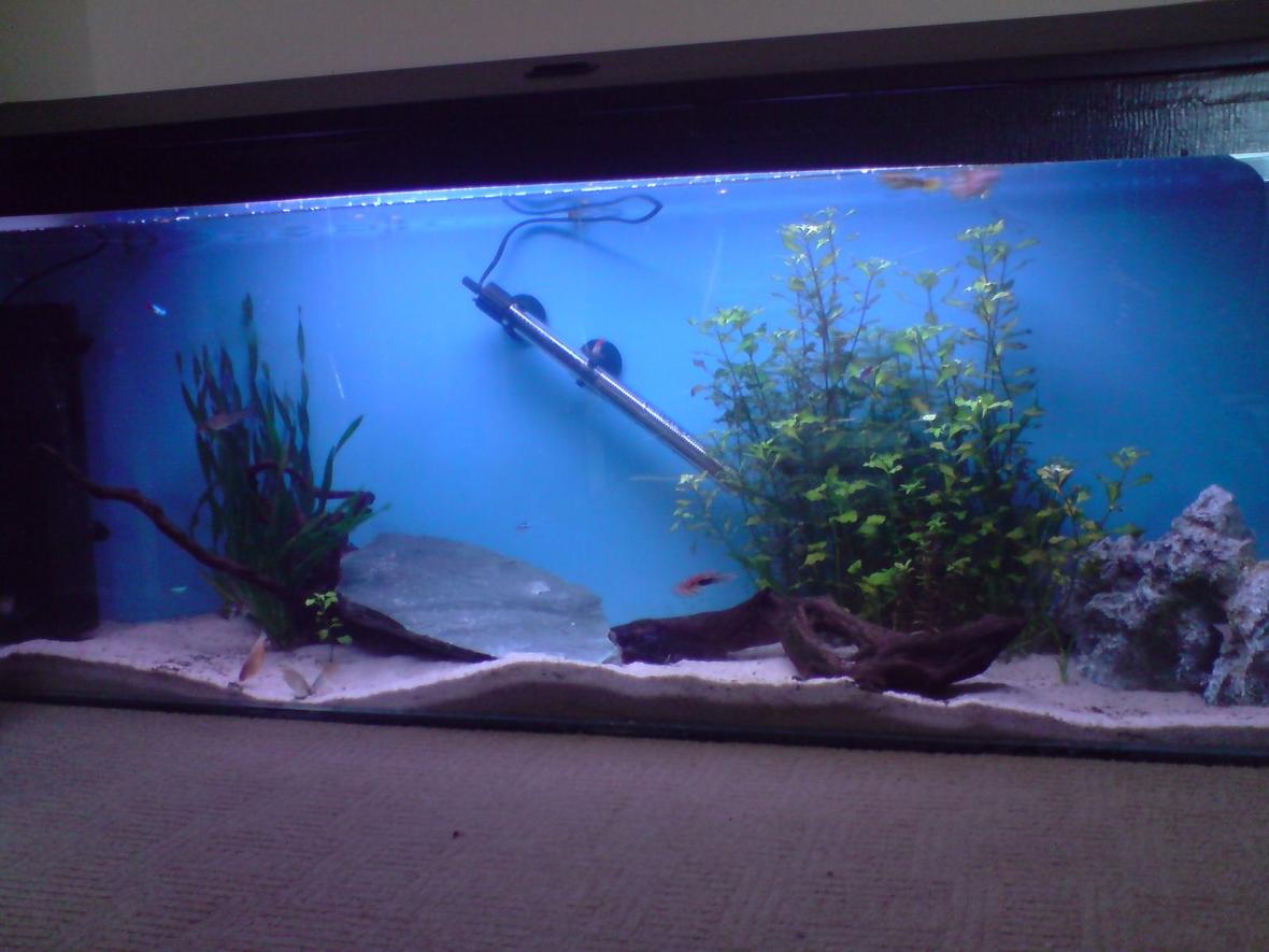35 gallons freshwater fish tank (mostly fish and non-living decorations) - This is my first effort at fish keeping. It's a 4ft, 140L tank.