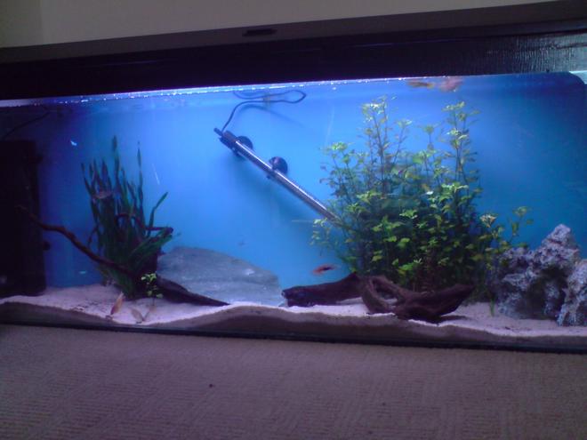 35 gallons freshwater fish tank (mostly fish and non-living decorations) - This is my first effort at fish keeping. It's a 4ft, 140L tank.