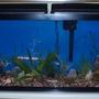 55 gallons planted tank (mostly live plants and fish) - my 55 with new plants and new fish April 12 2009 can you find the all? We just added, 2 cory cats, 1 green barb, 1 tigar barb, 1 golden barb.