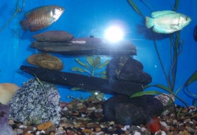 freshwater fish - colisa lalia - powder blue dwarf gourami stocking in 55 gallons tank - The Gouramis April09