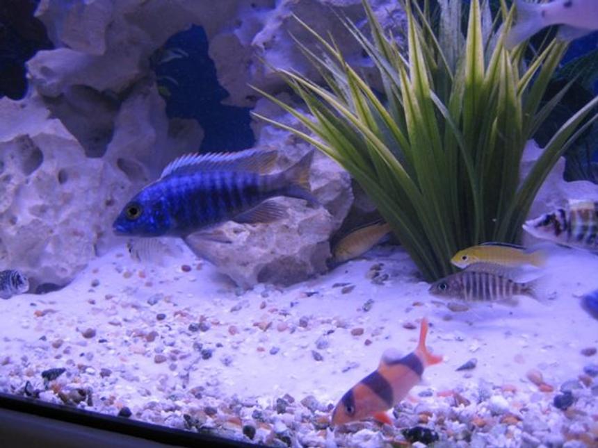 Rated #1097: Freshwater Fish - Labidochromis Caeruleus - Electric Yellow Cichlid Stocking In 75 Gallons Tank - Fish pic 2