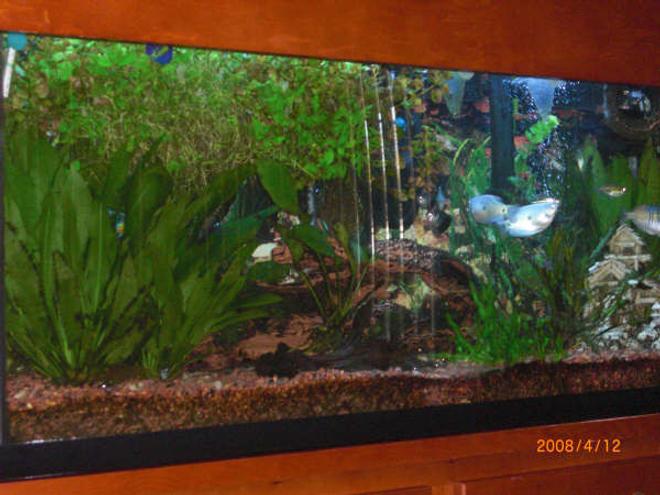 55 gallons planted tank (mostly live plants and fish) - 55 gallons marineland  tank 48 1/4 x 12 3/4 x 21 .  
  Current USA Satellite 48" 2 x 65 Watt Power Compact-Single Strip W/2 Lunar Lights 
 2 Marineland Emperor Bio-Wheel 400 Power Filter
1 Zoo Med Power Sweep 228 Powerhead
1Hydor Ekip Thermopumps