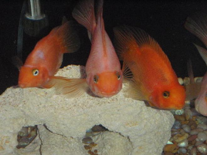 freshwater fish - heros severus x amphilophus citrinellum - blood parrot stocking in 55 gallons tank - three of the smaller kids