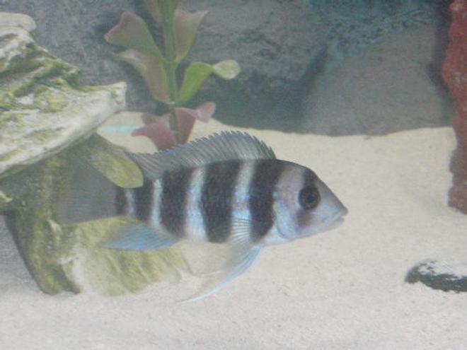 freshwater fish - cyphotilapia frontosa - frontosa cichlid stocking in 55 gallons tank - strutting his stuff 3" frontosa